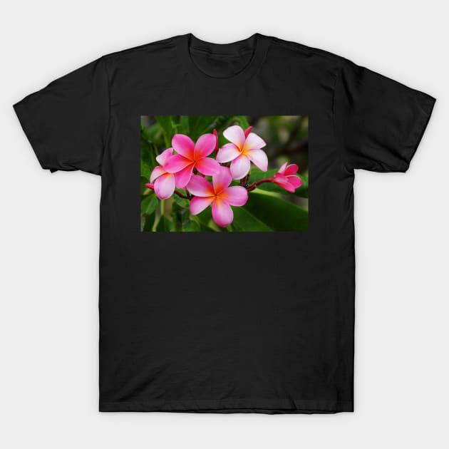 Kailua Kona Pink Plumeria T-Shirt by PixDezines